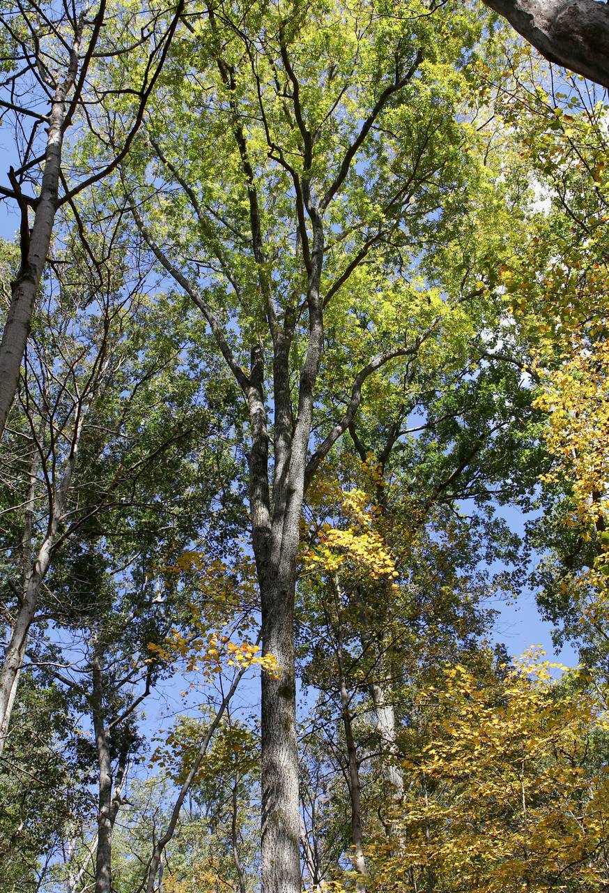 Photo of Bitternut Hickory