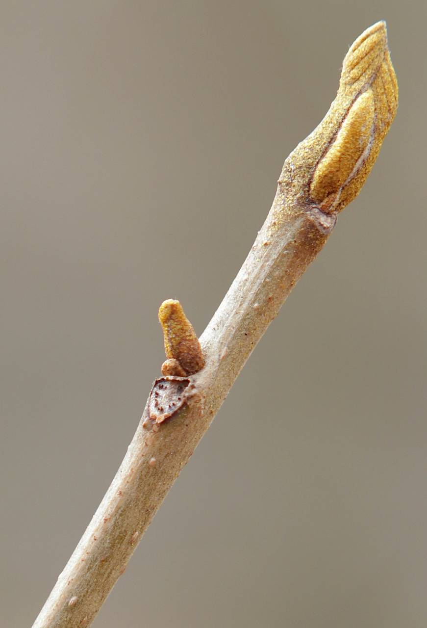 Photo of Bitternut Hickory