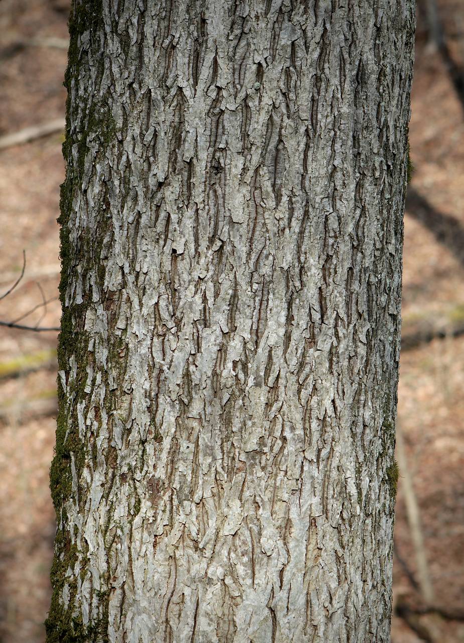Photo of Bitternut Hickory
