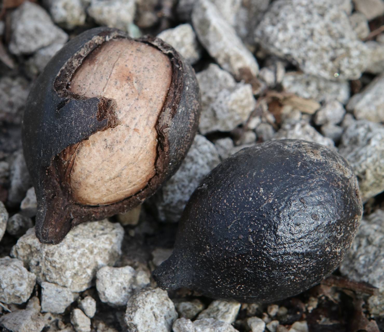Photo of Pignut Hickory