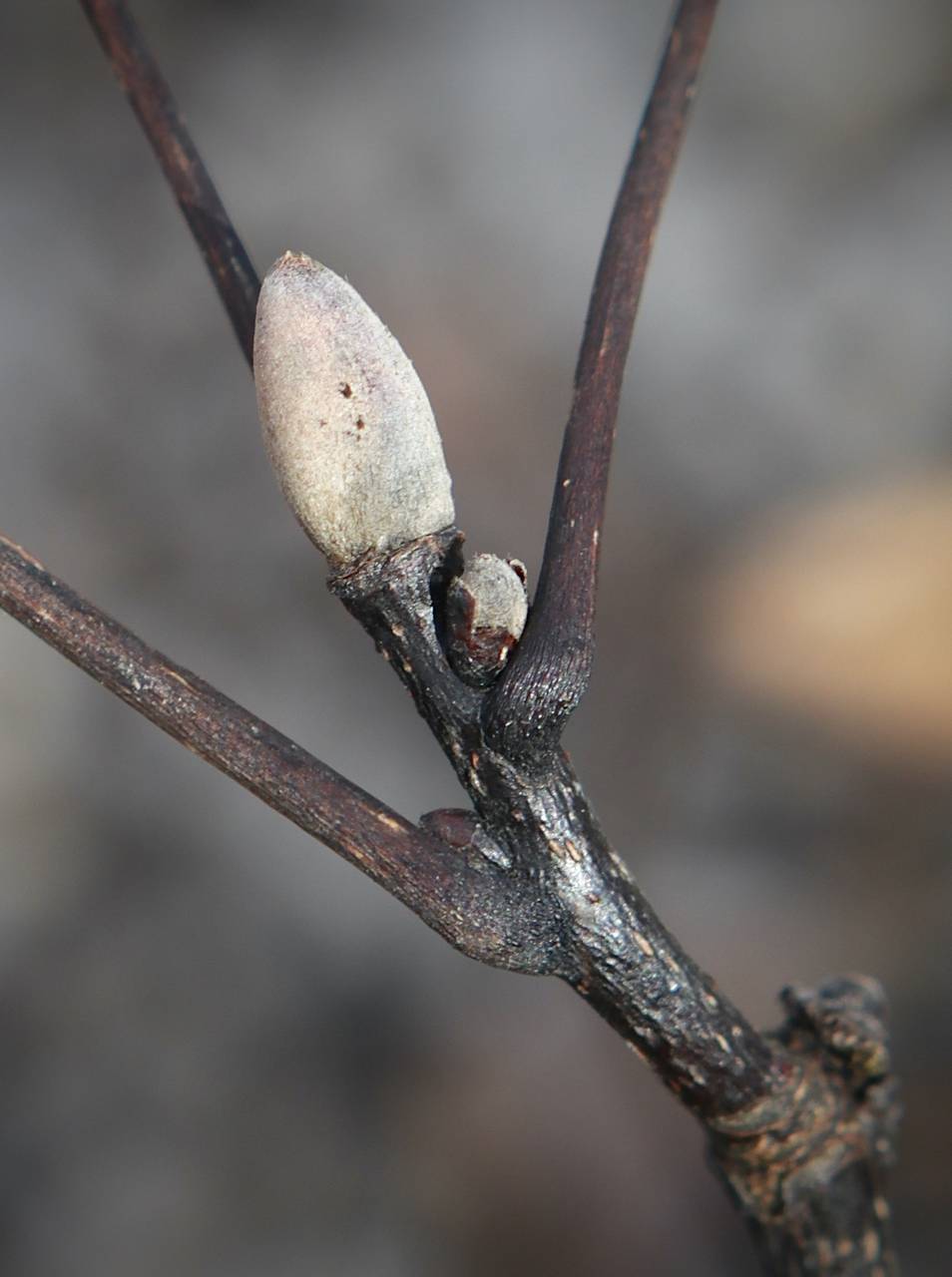 Photo of Pignut Hickory