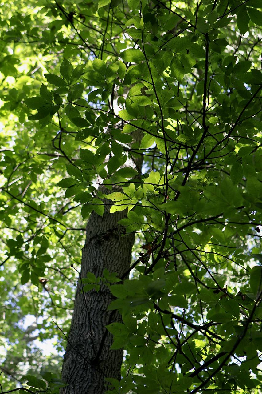 Photo of Pignut Hickory