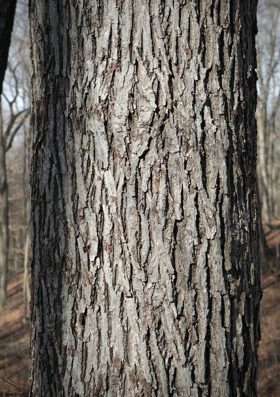 Photo of Pignut Hickory