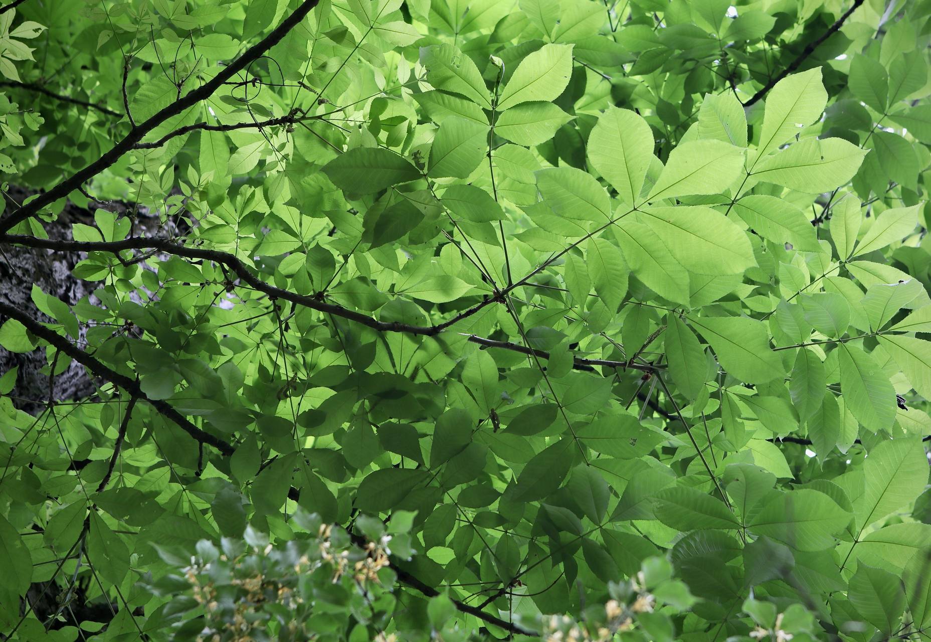 Photo of Shellbark Hickory