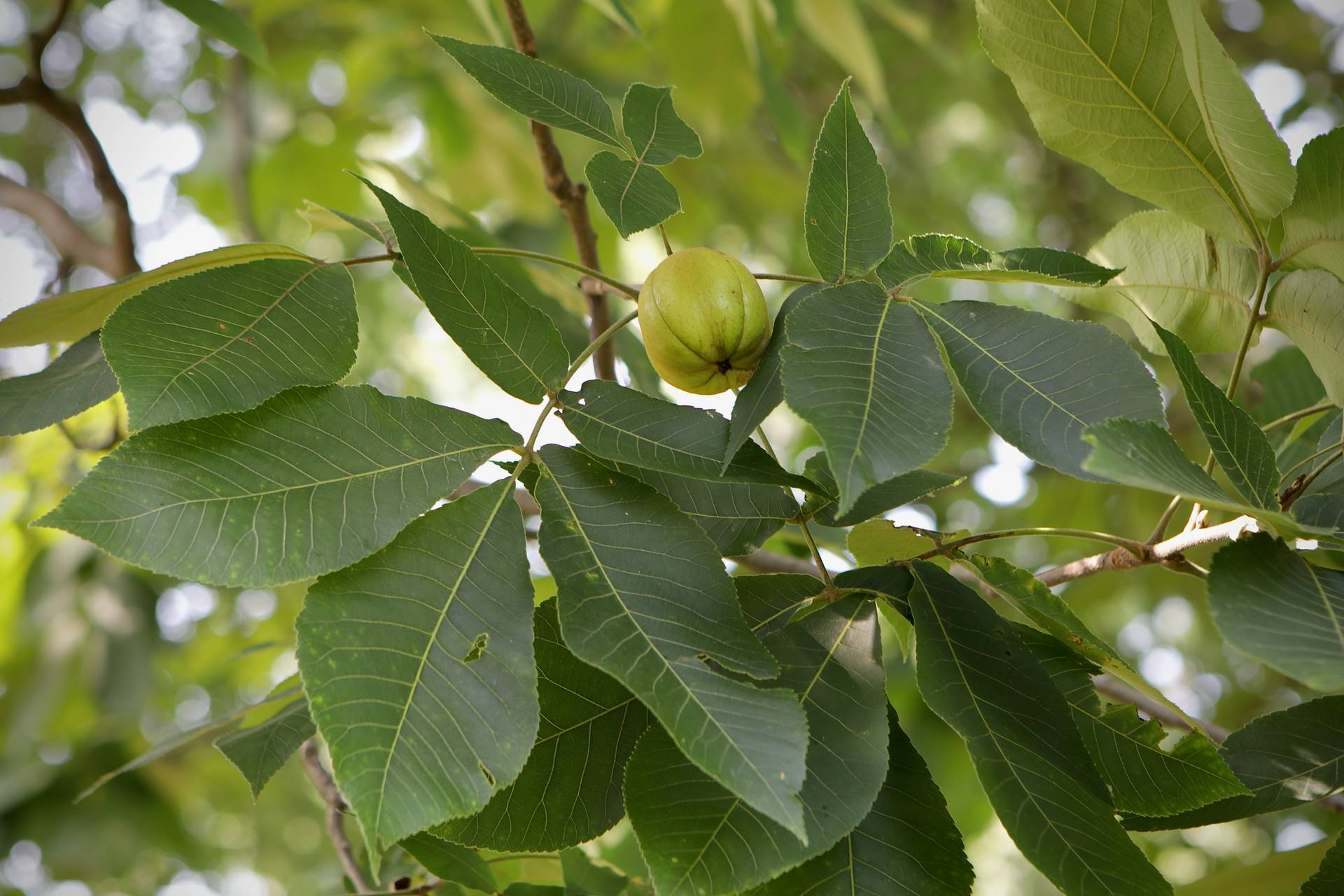 Photo of Shellbark Hickory