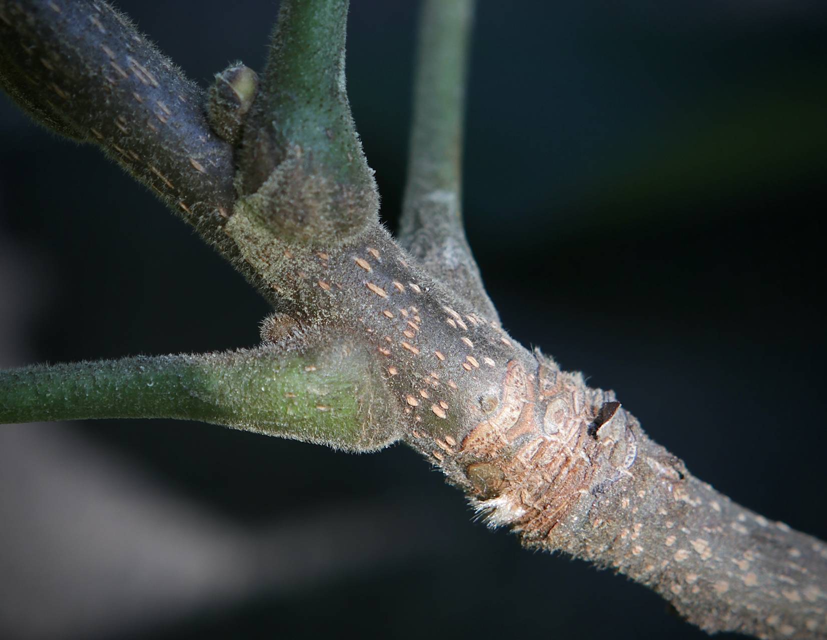 Photo of Shellbark Hickory