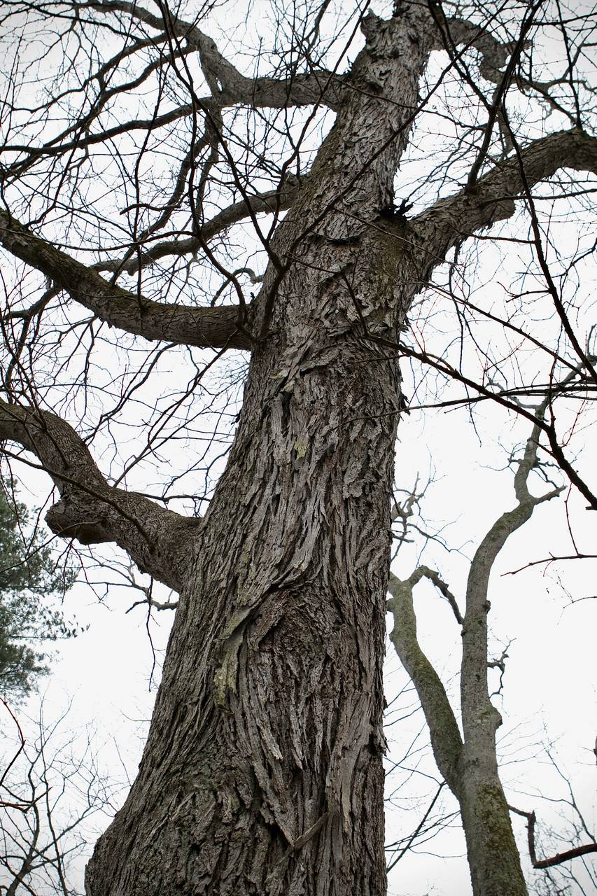 Photo of Shellbark Hickory