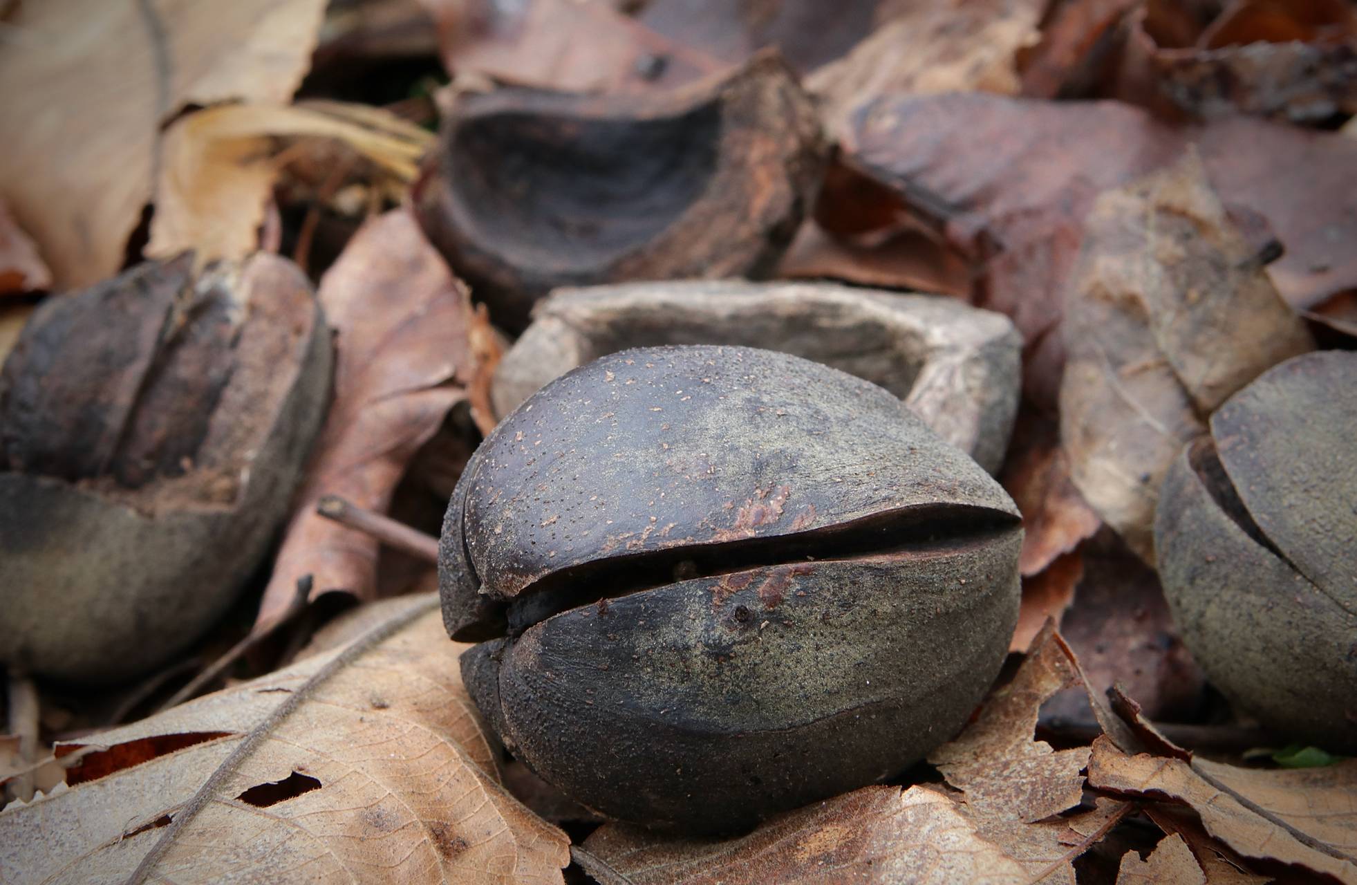 Photo of Shellbark Hickory
