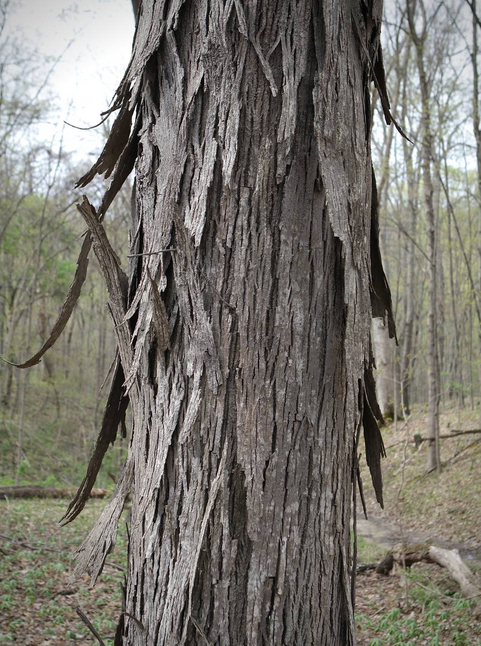 Photo of Shagbark Hickory