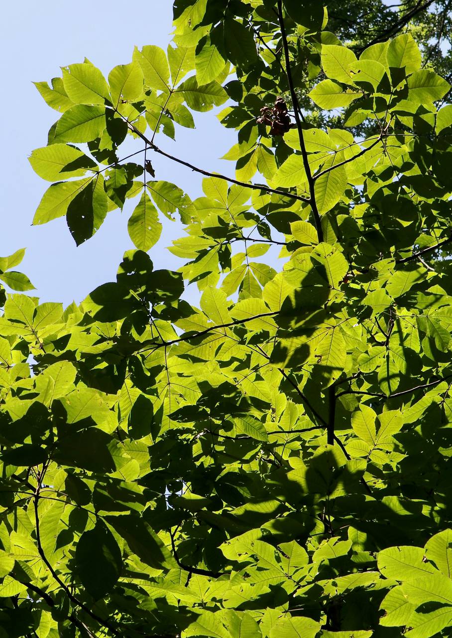 Photo of Shagbark Hickory