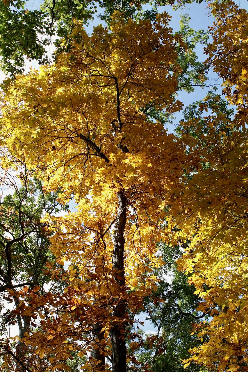Photo of Shagbark Hickory