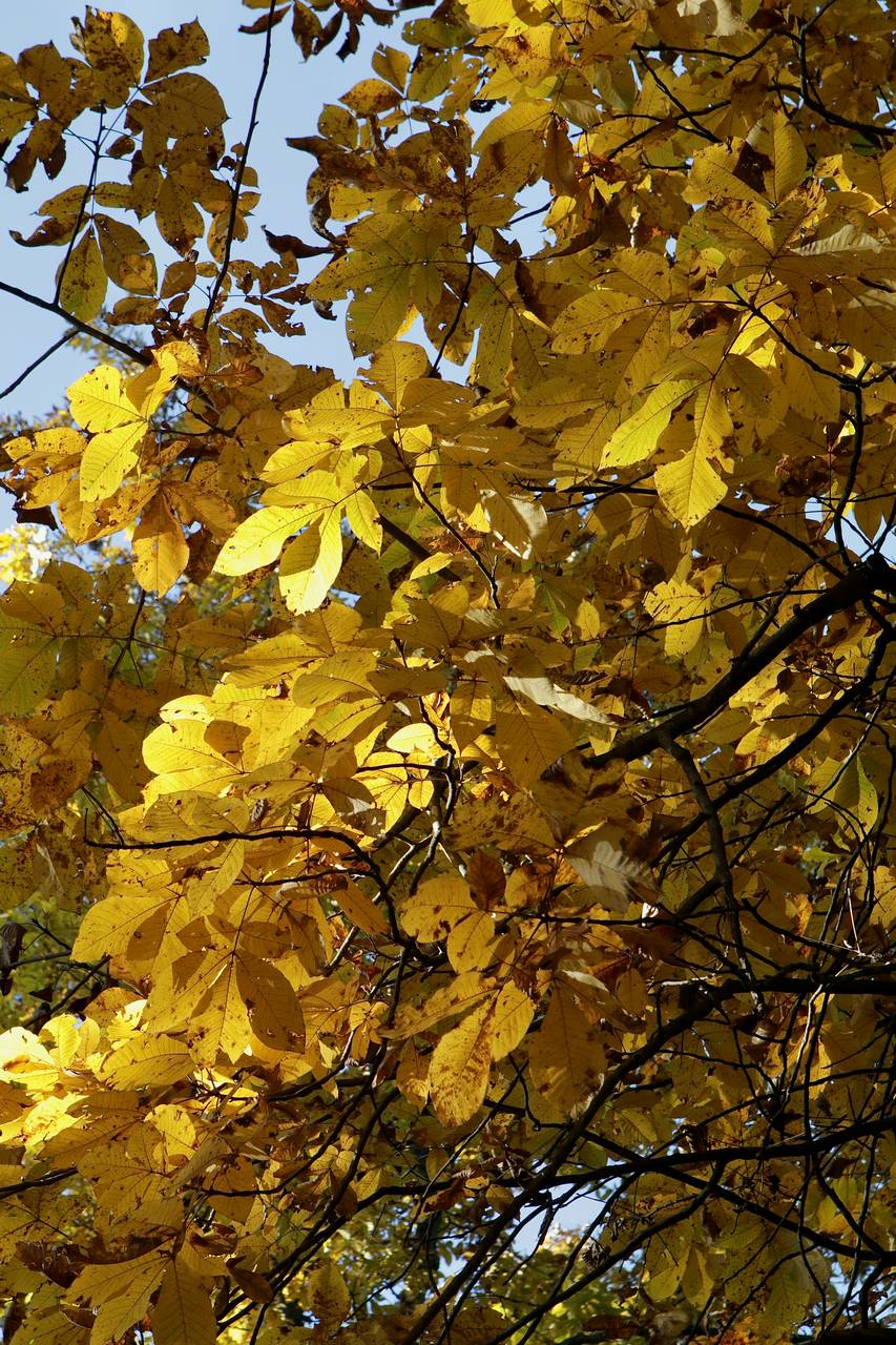 Photo of Shagbark Hickory