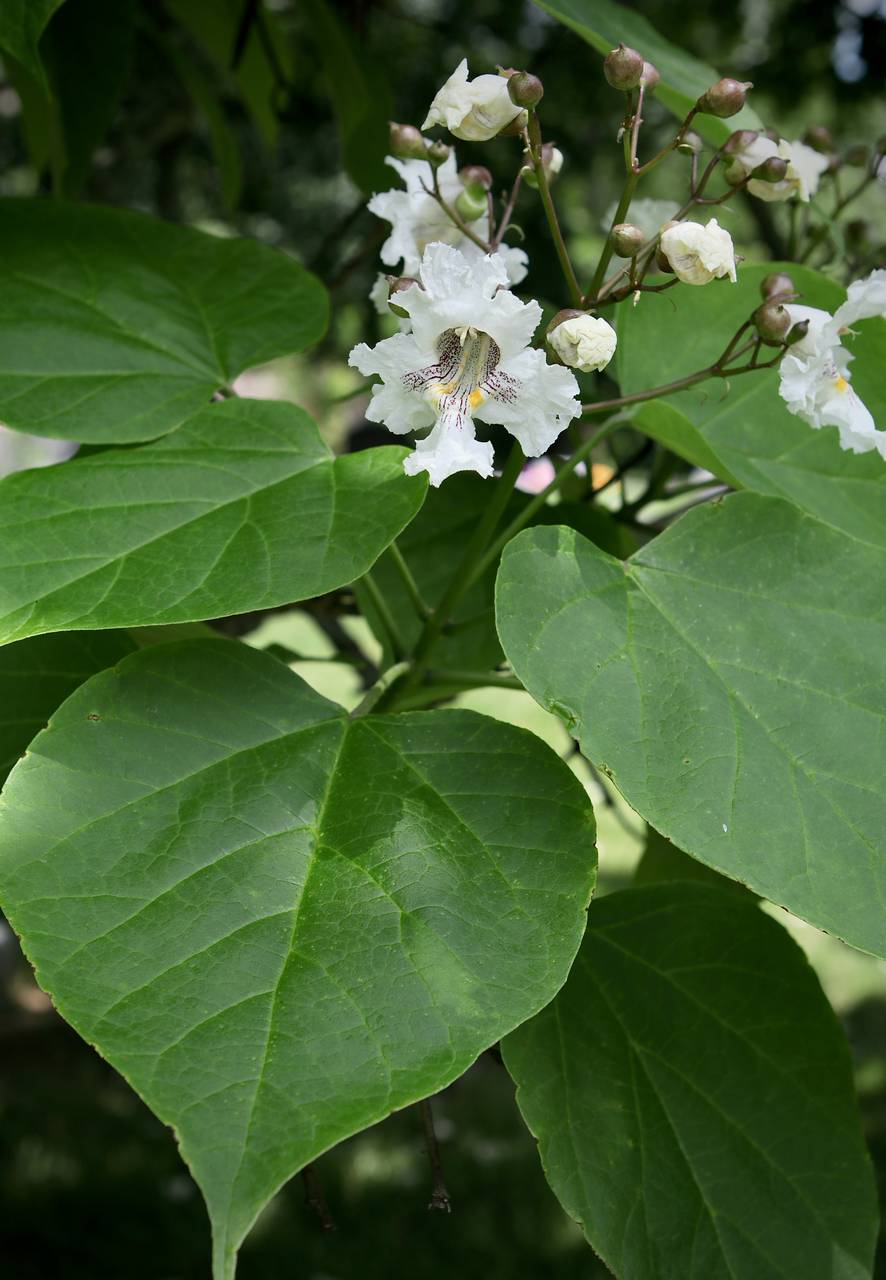 Photo of Northern Catalpa