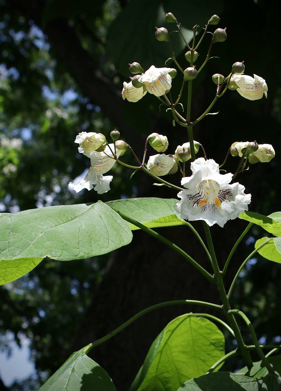 Photo of Northern Catalpa