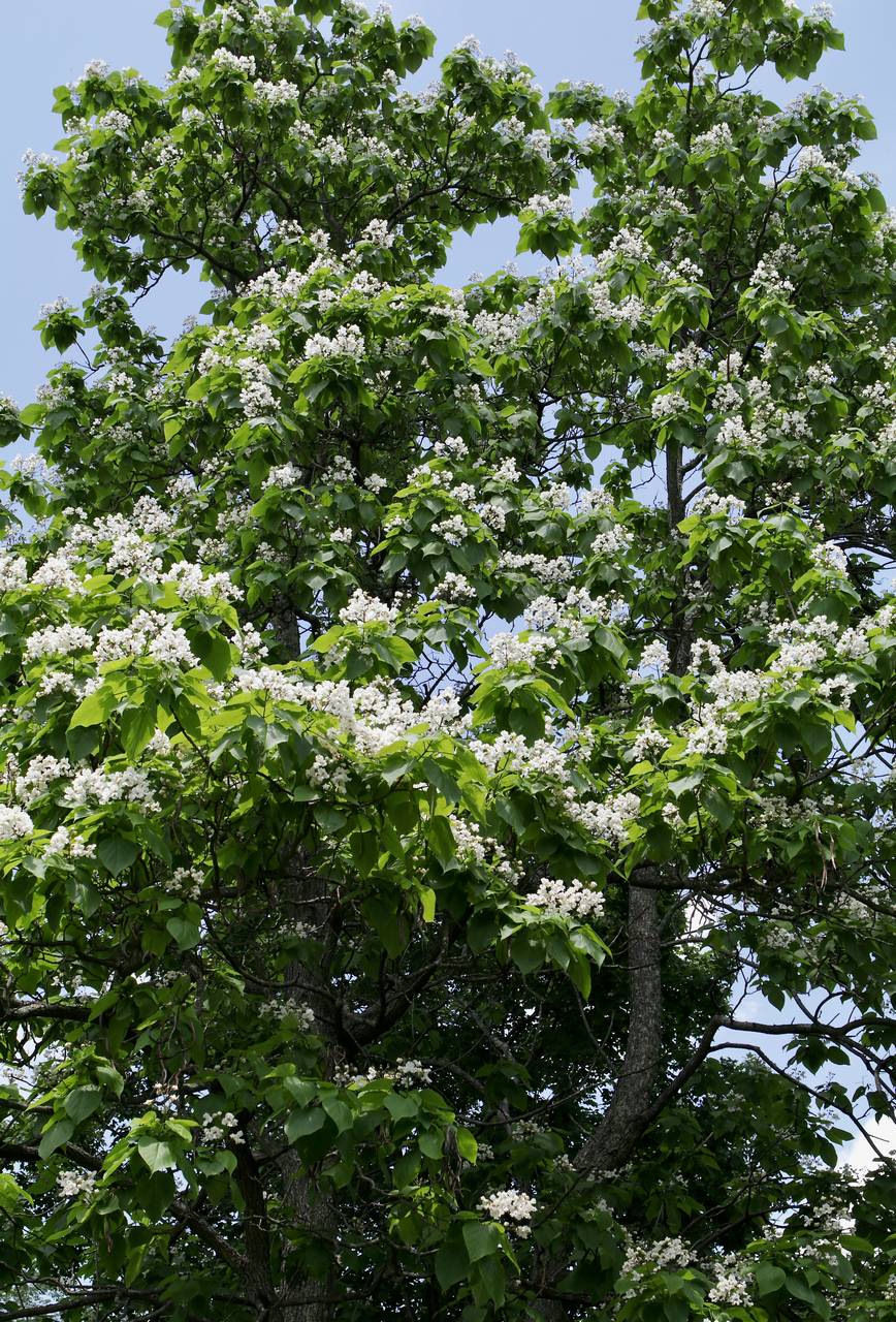 Photo of Northern Catalpa
