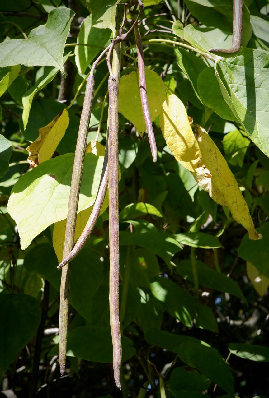 Photo of Northern Catalpa