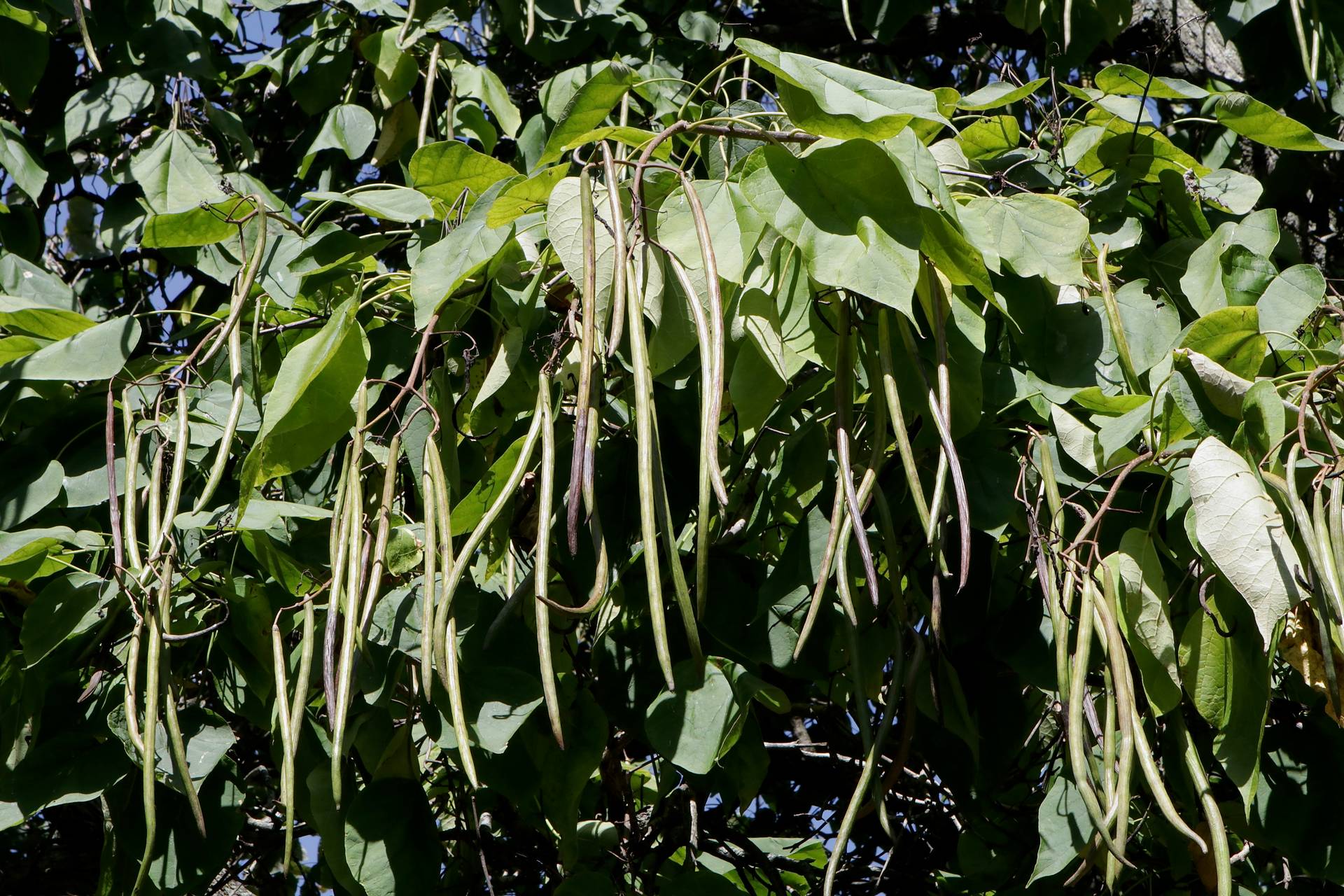 Photo of Northern Catalpa