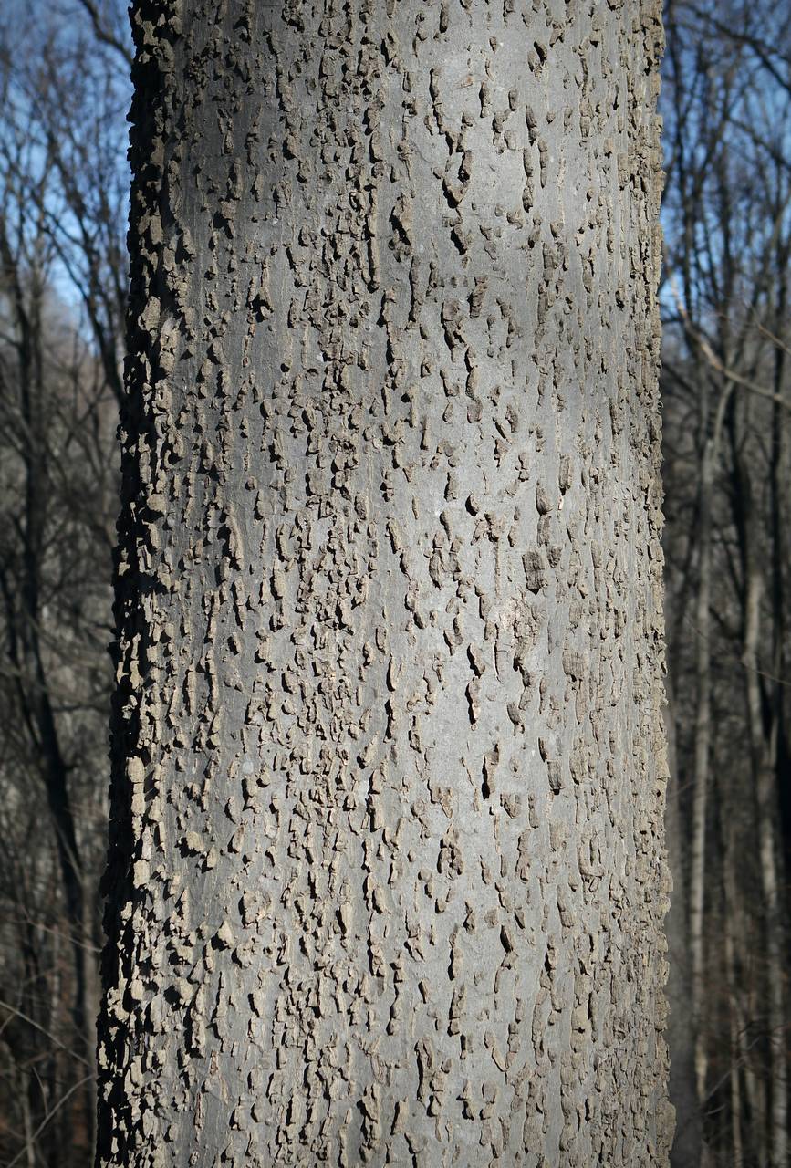 Photo of Hackberry