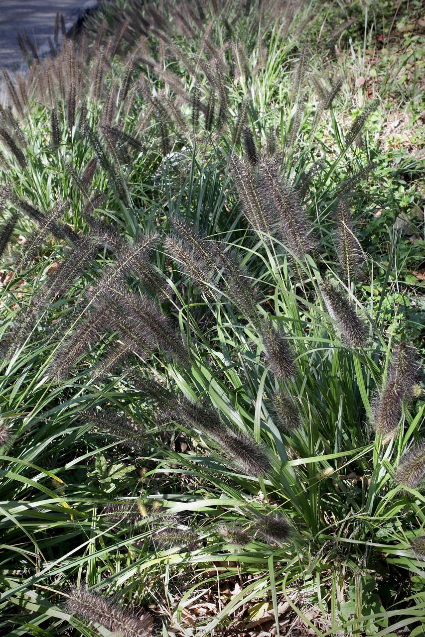 Photo of Chinese Fountaingrass