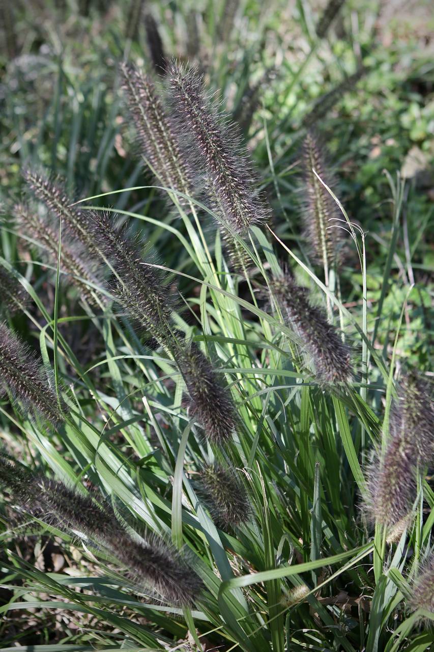 Photo of Chinese Fountaingrass