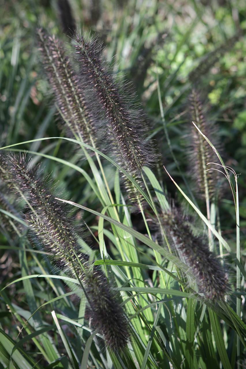 Photo of Chinese Fountaingrass