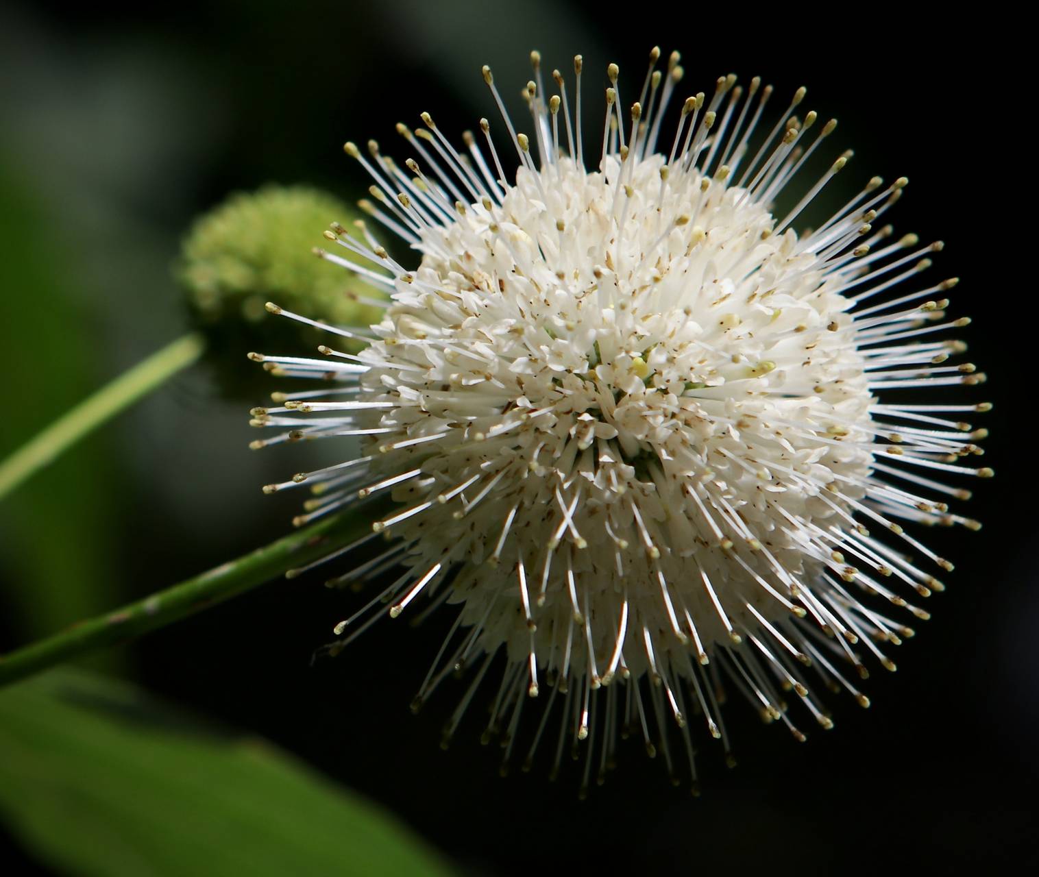 Photo of Buttonbush