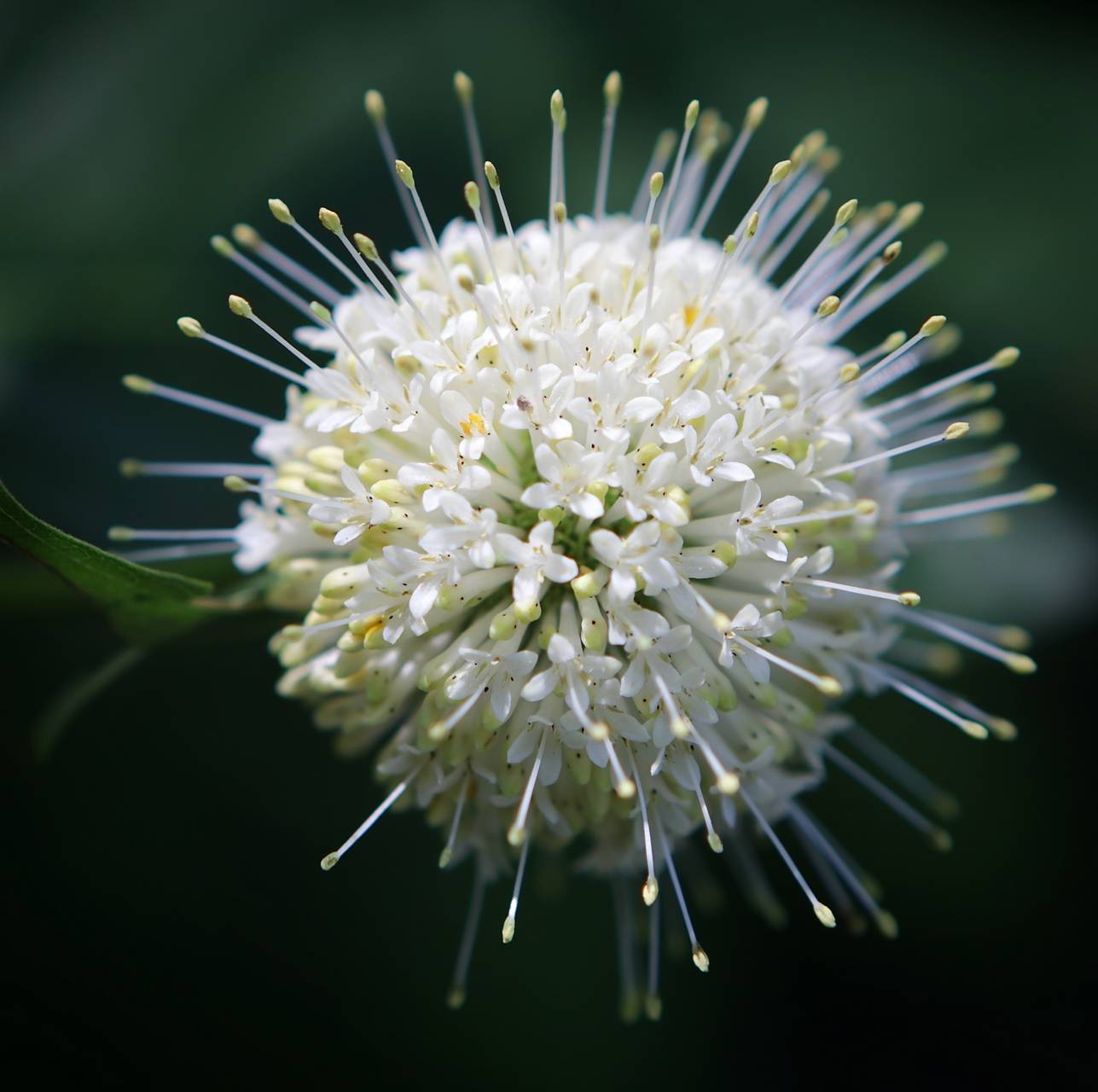 Photo of Buttonbush