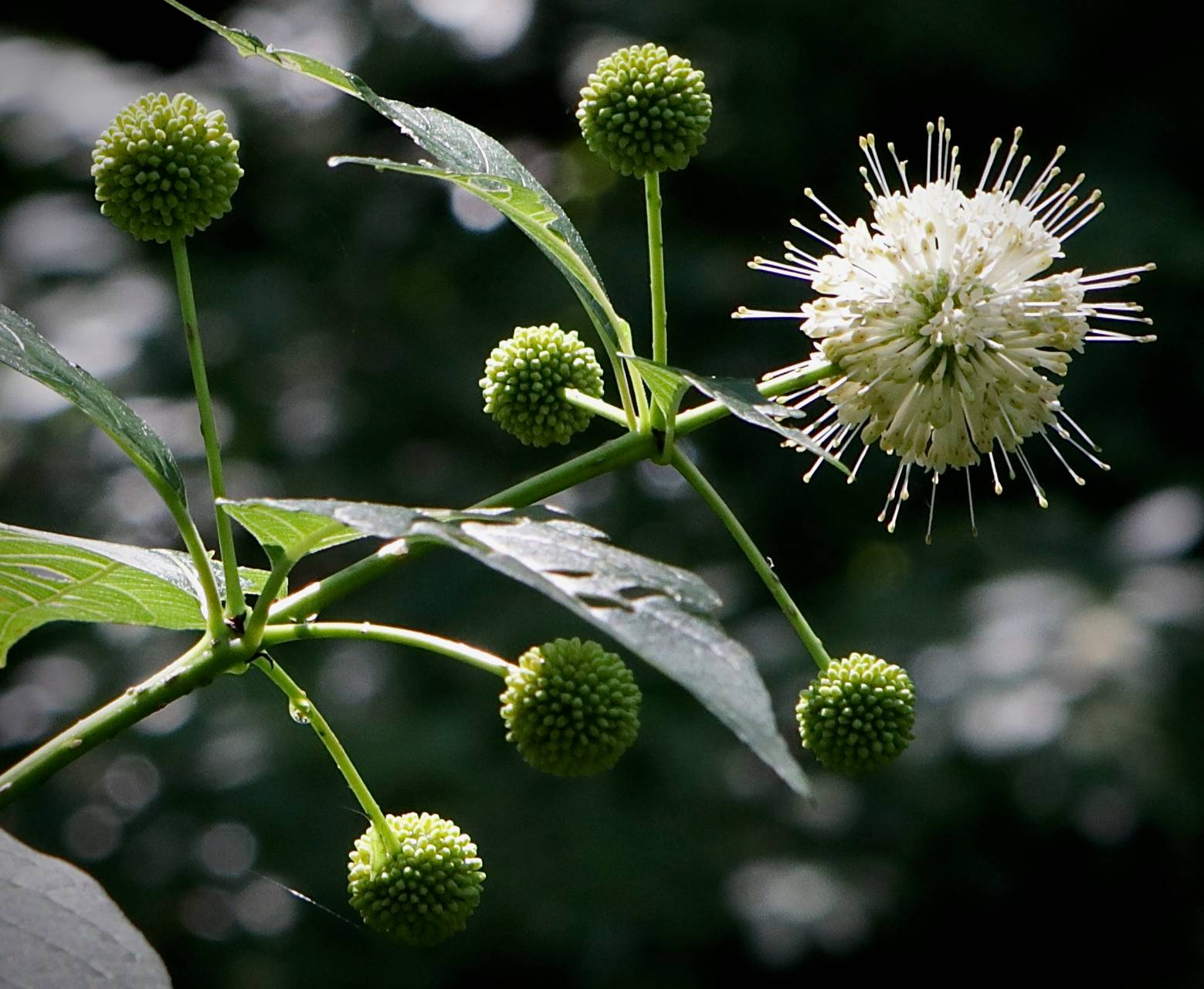 Photo of Buttonbush