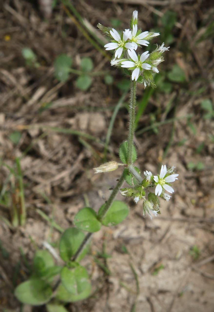Photo of Mouse-Ear Chickweed