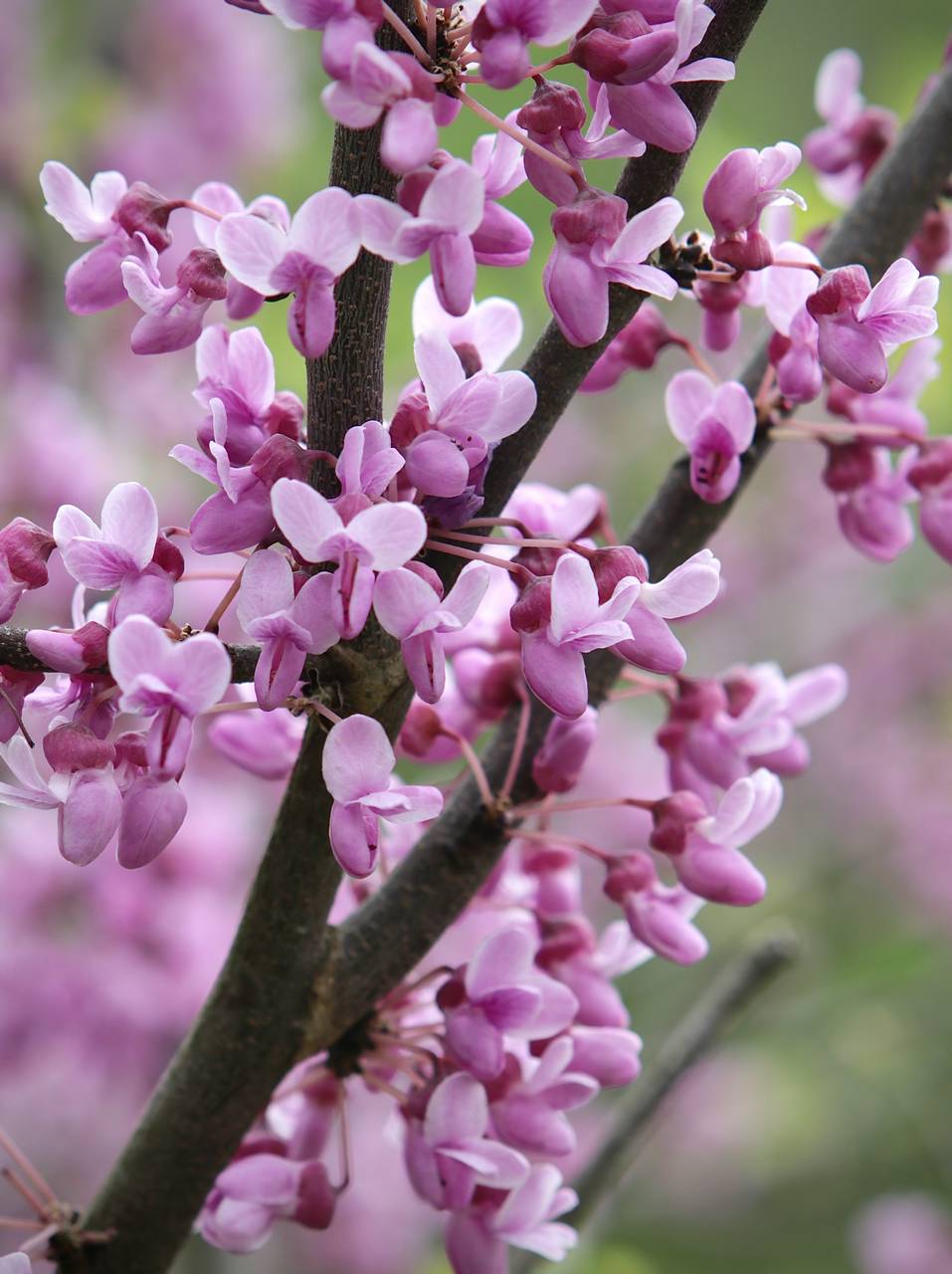 Photo of Eastern Redbud