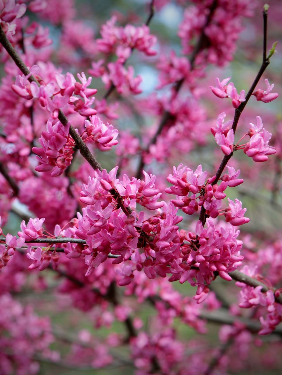 Photo of Eastern Redbud