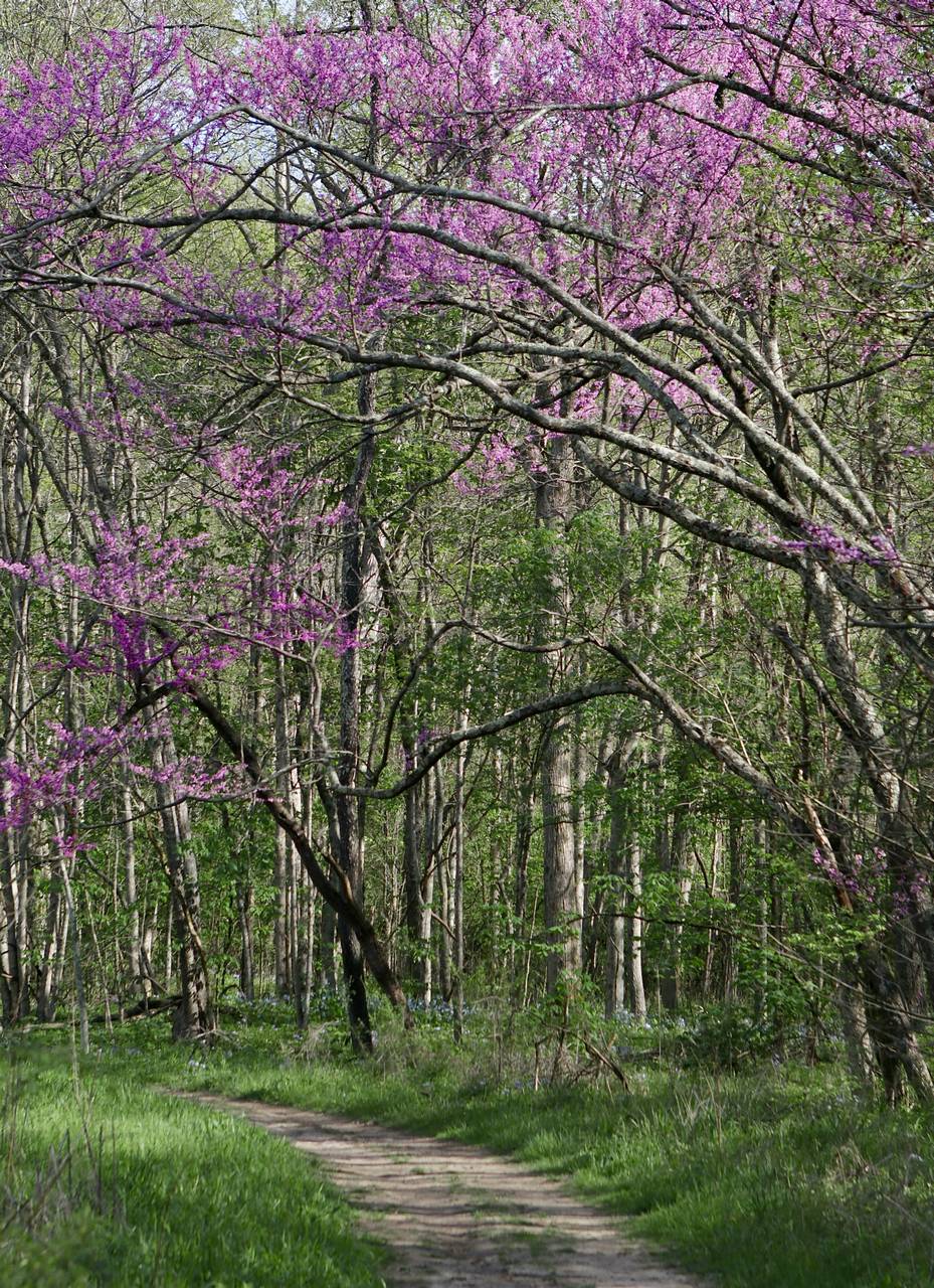 Photo of Eastern Redbud