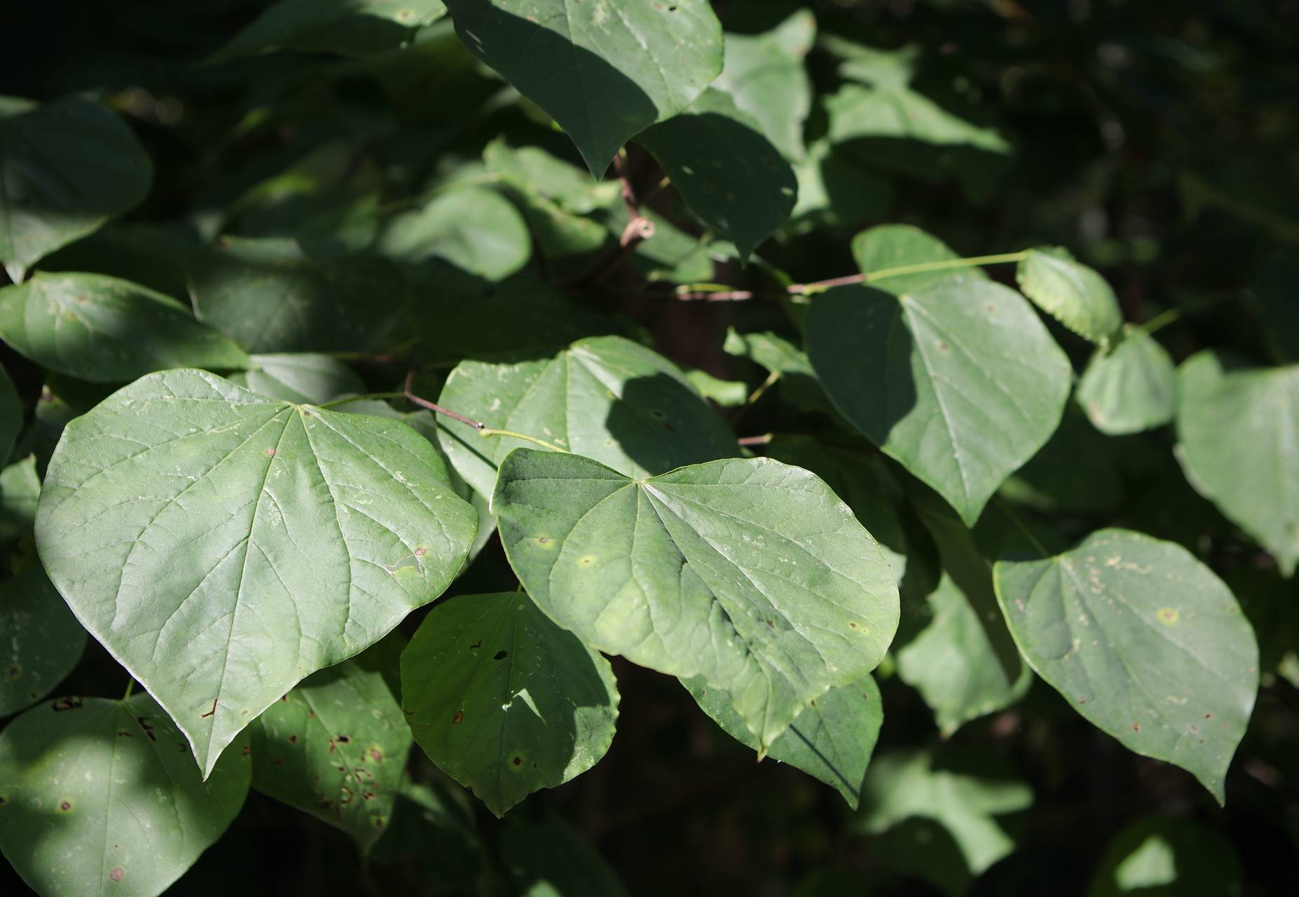 Photo of Eastern Redbud