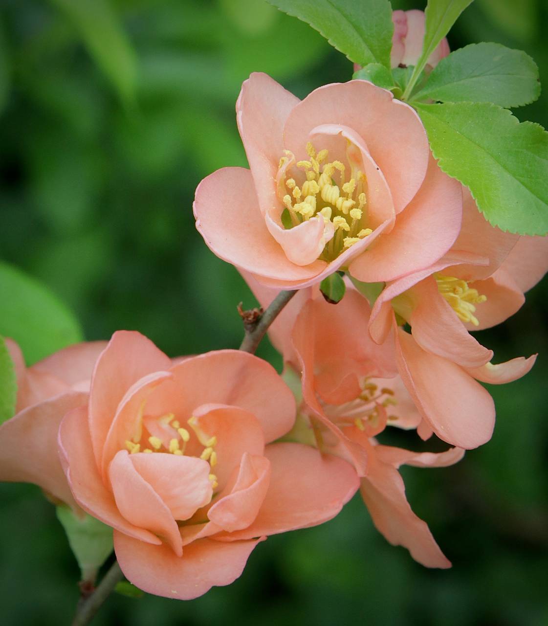 Photo of Japanese Quince