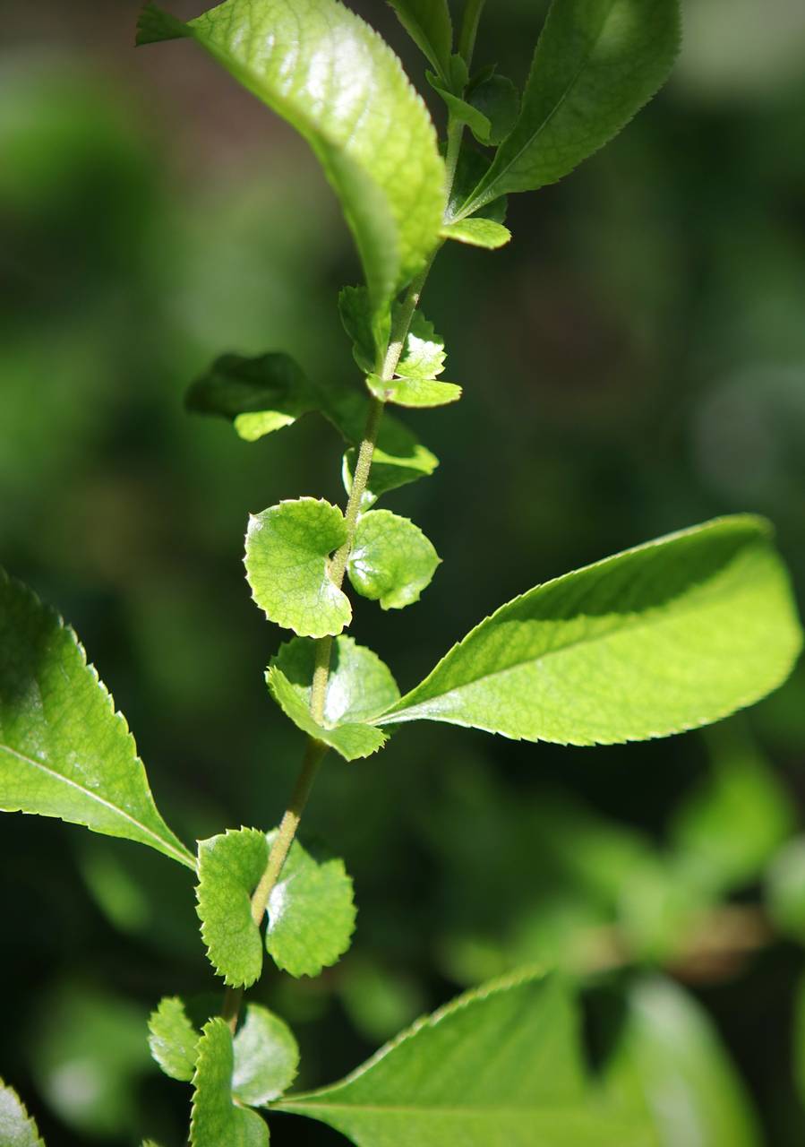Photo of Japanese Quince