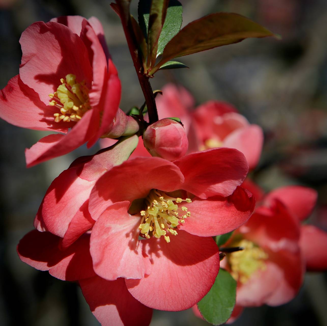 Photo of Flowering Quince