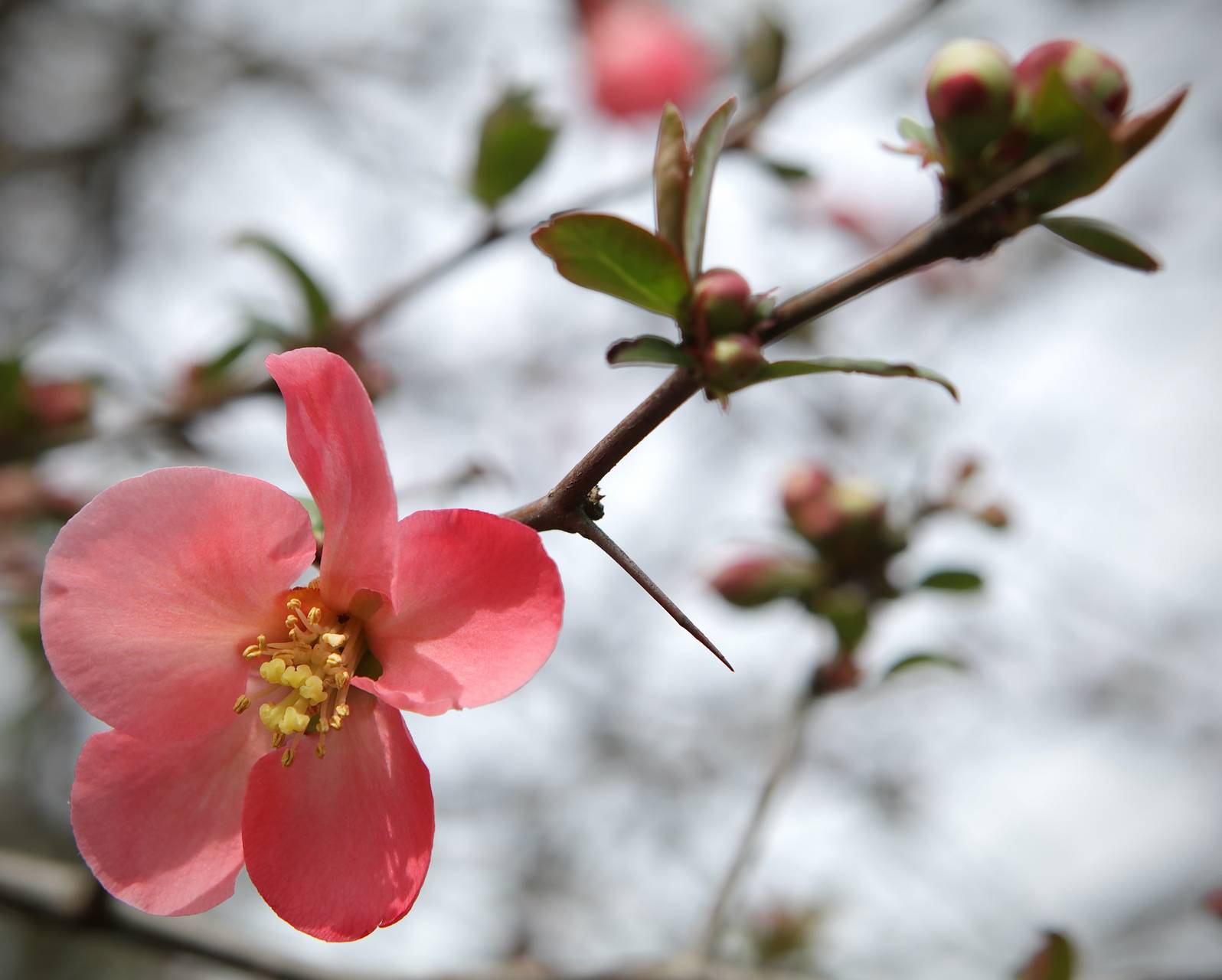 Photo of Flowering Quince