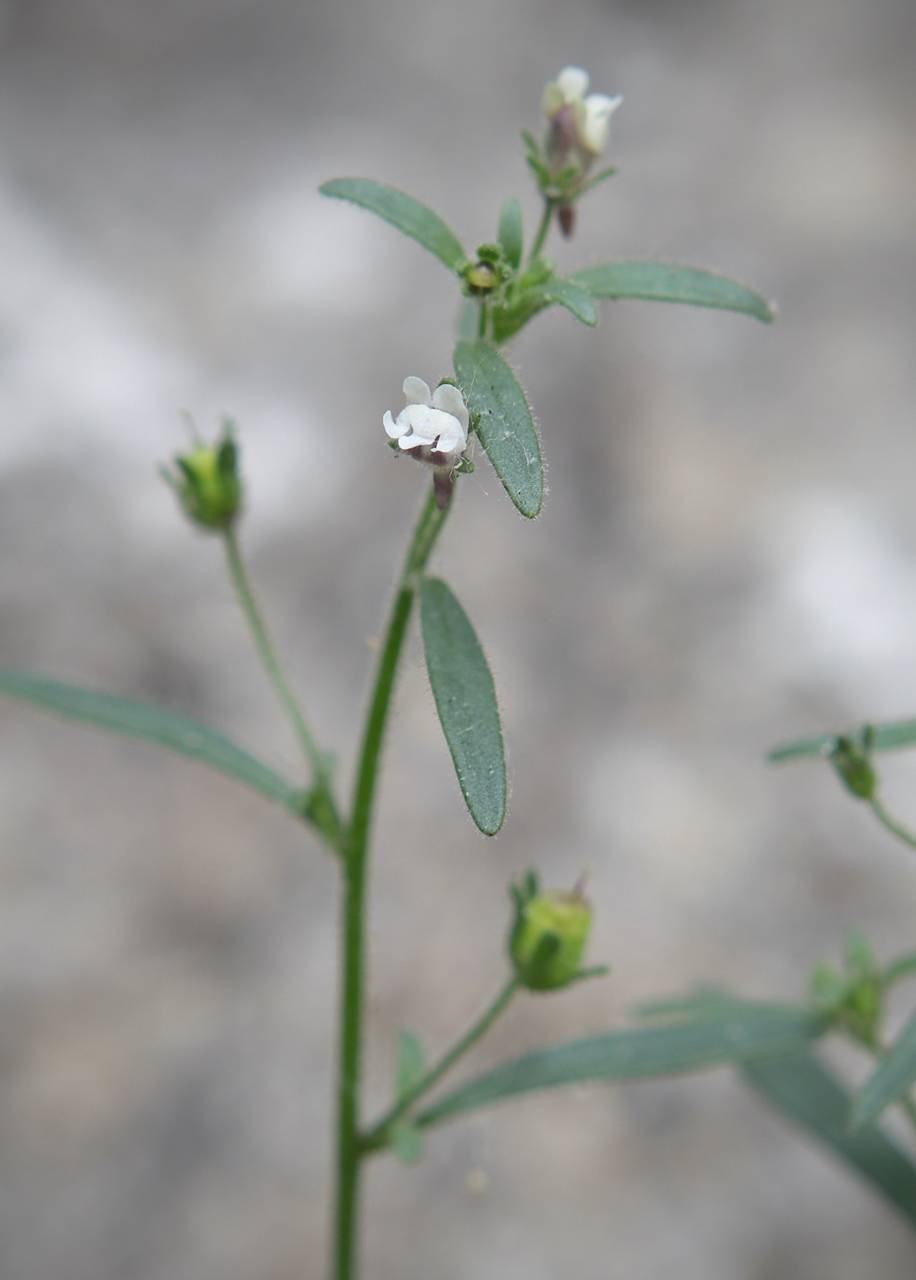 Photo of Dwarf Snapdragon
