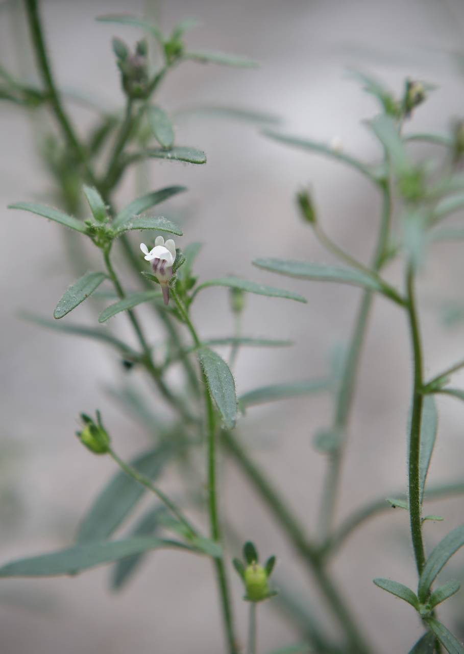 Photo of Dwarf Snapdragon