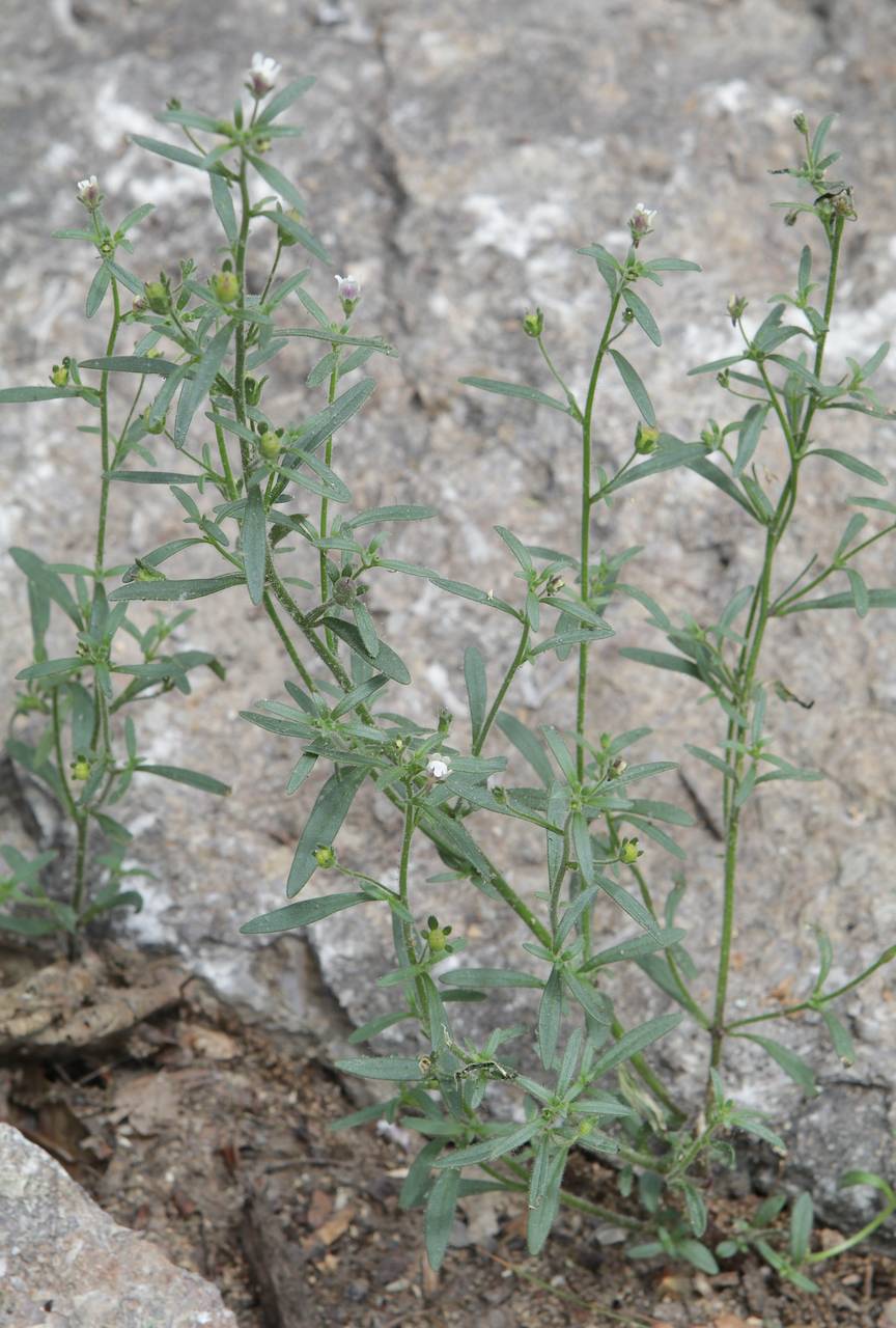 Photo of Dwarf Snapdragon