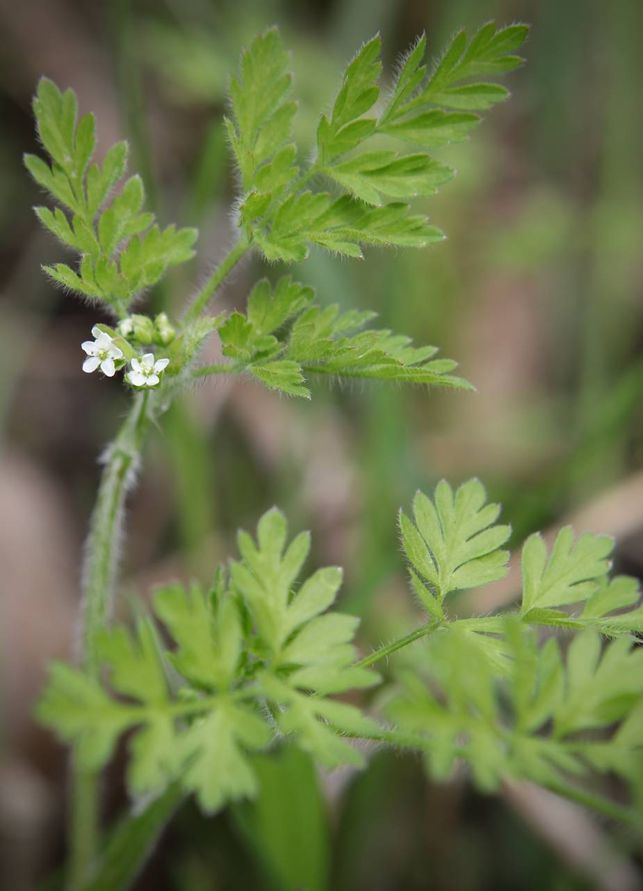 Photo of Wild Chervil
