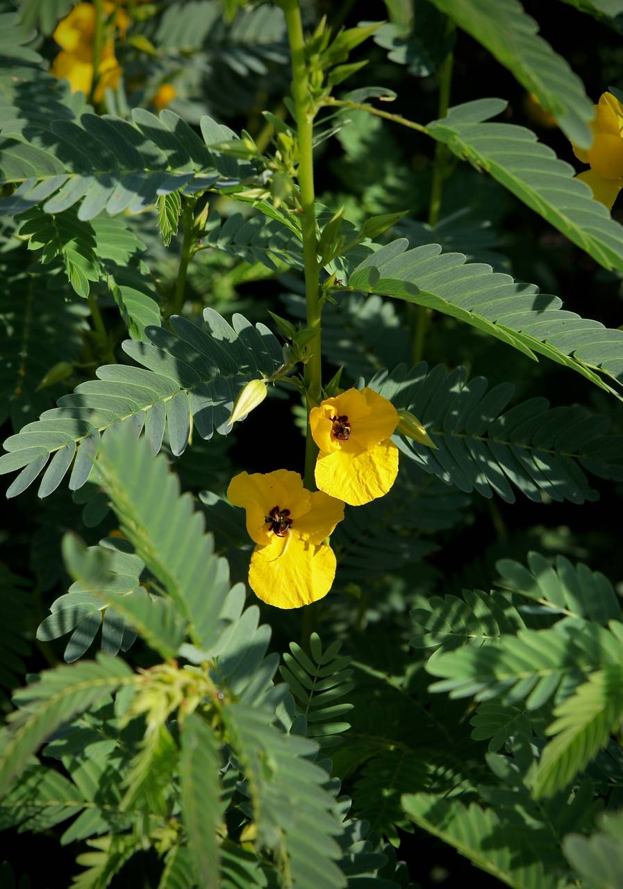 Photo of Partridge Pea