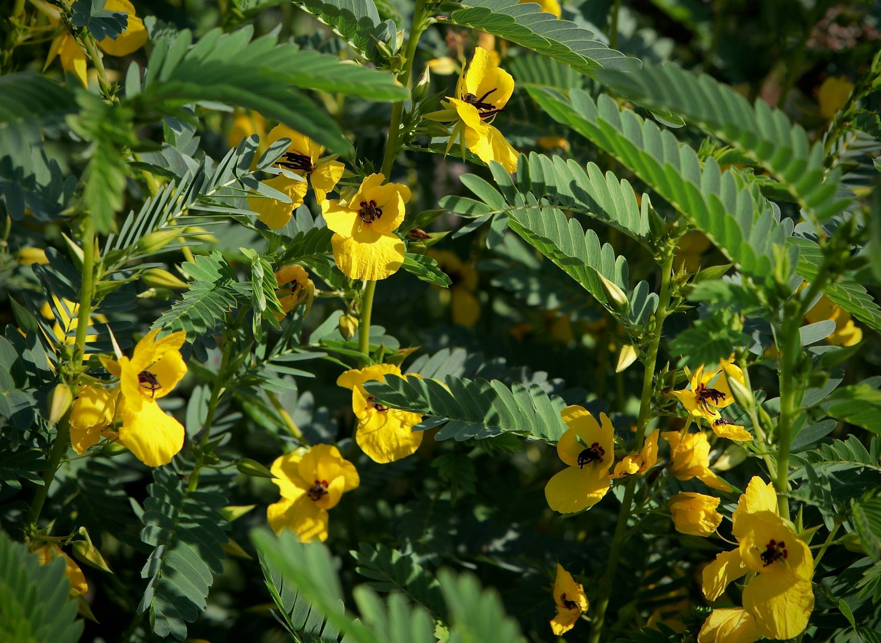 Photo of Partridge Pea