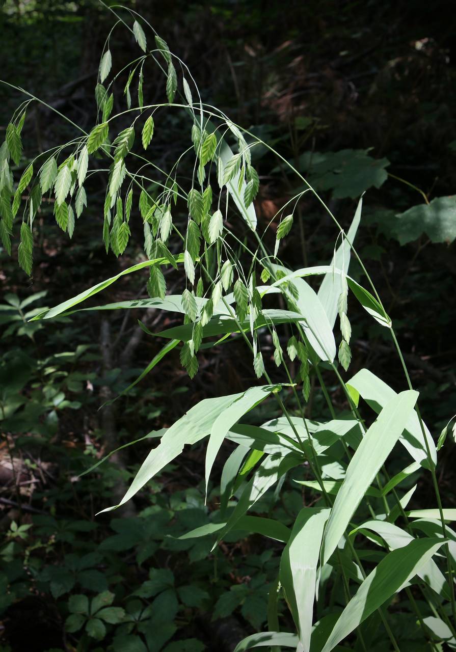 Photo of Inland Sea Oats