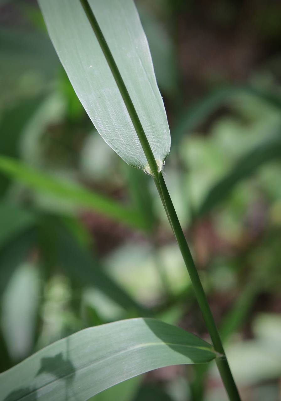 Photo of Inland Sea Oats