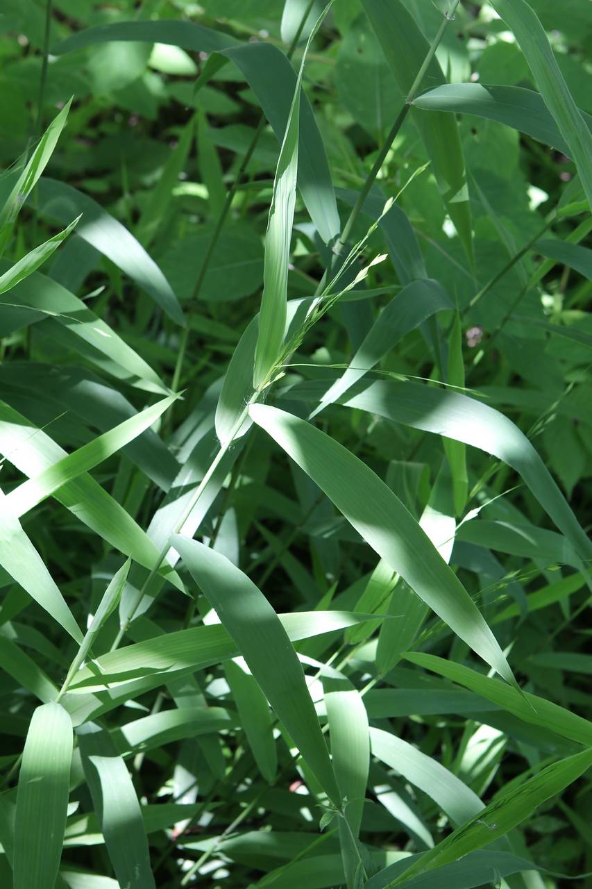 Photo of Inland Sea Oats