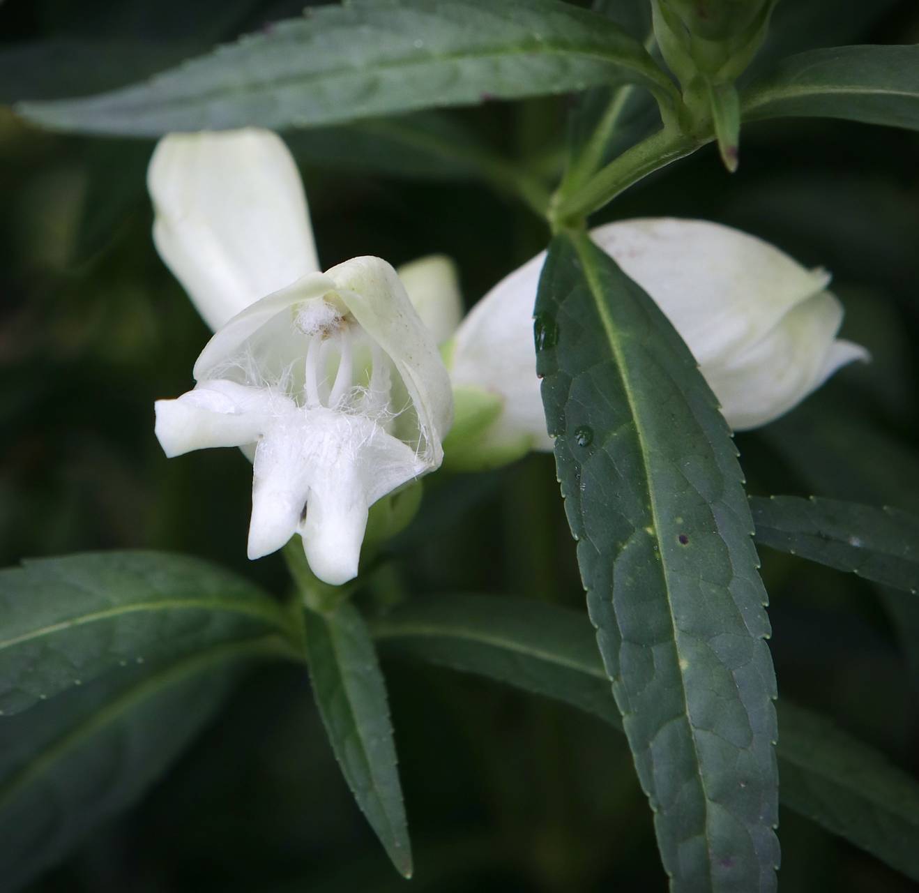 Photo of White Turtlehead