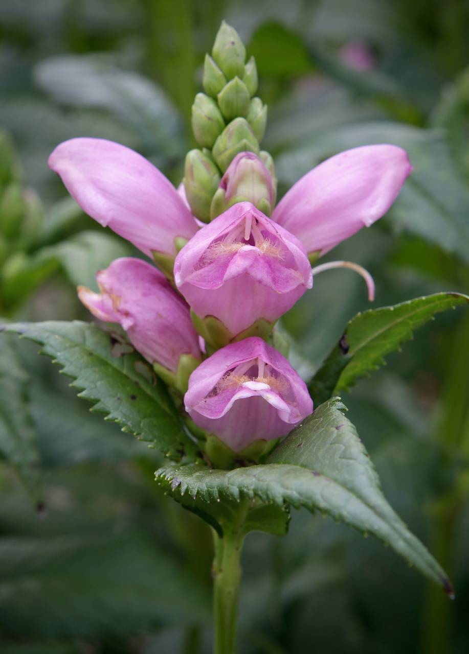 Photo of Red Turtlehead