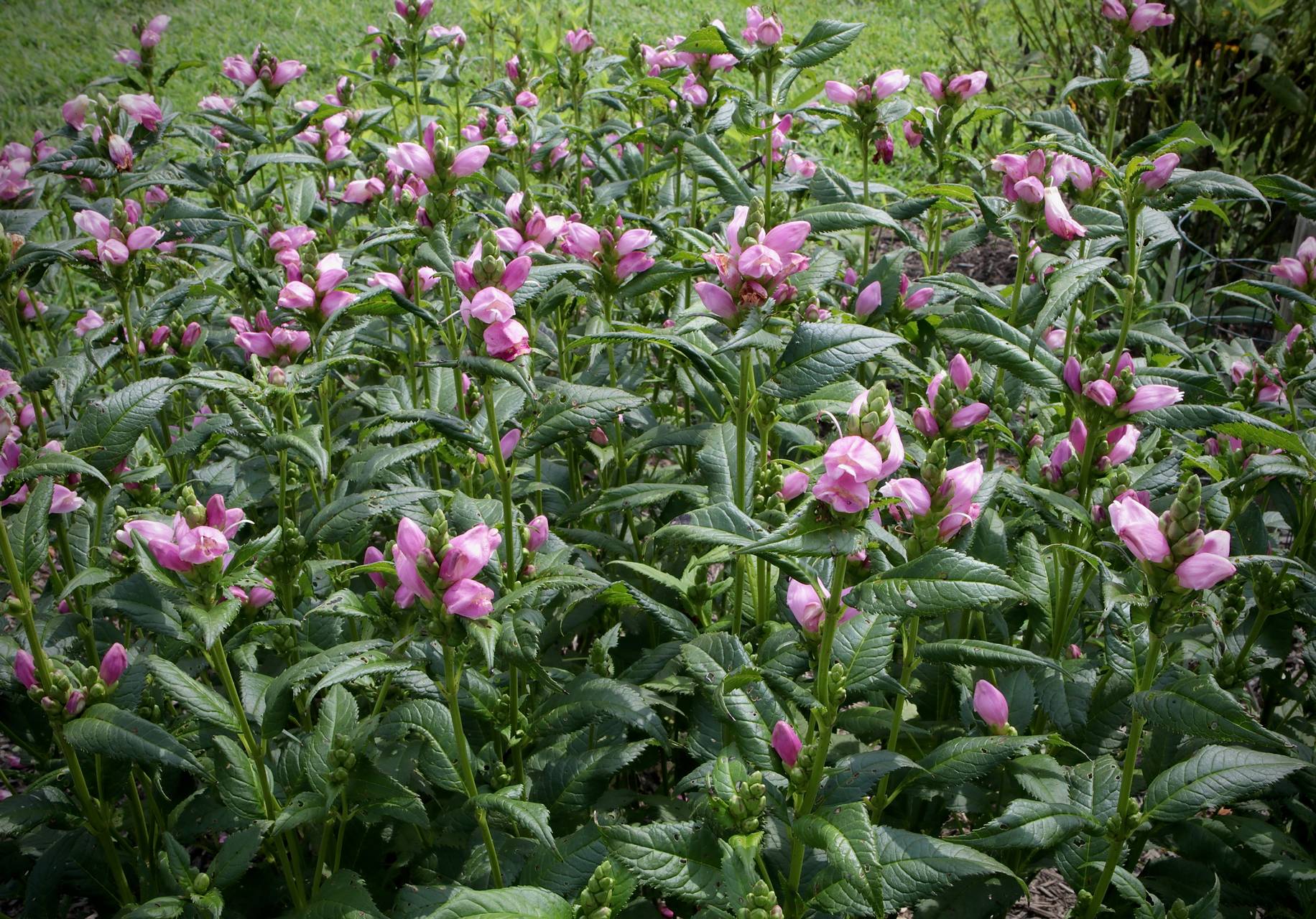 Photo of Red Turtlehead