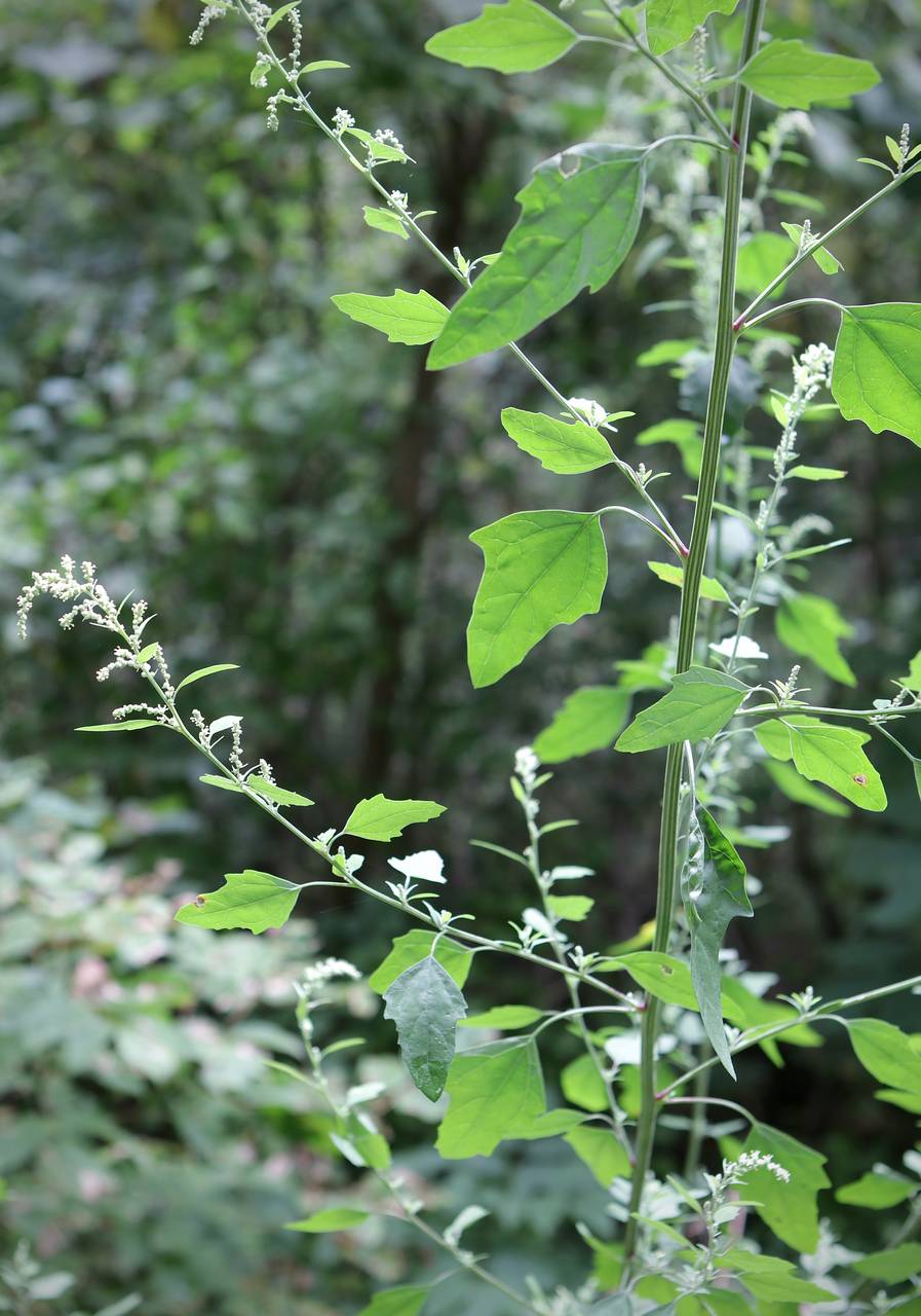 Photo of Lamb's Quarters